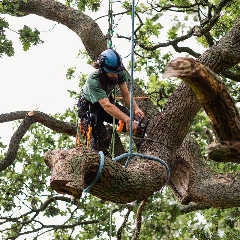 Professional Tree Service service