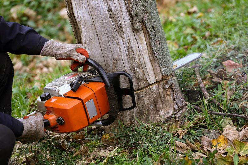 Tree removal service in Reading, PA